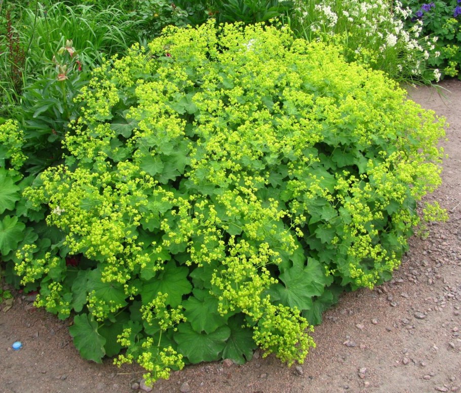 Манжетка мягкая (Alchemilla mollis)