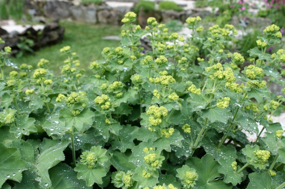 Манжетка Альпийская Alchemilla