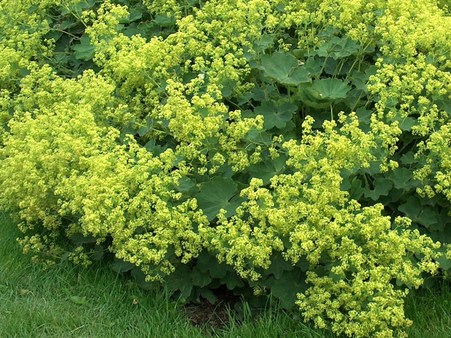 Манжетка Alchemilla mollis 'select'
