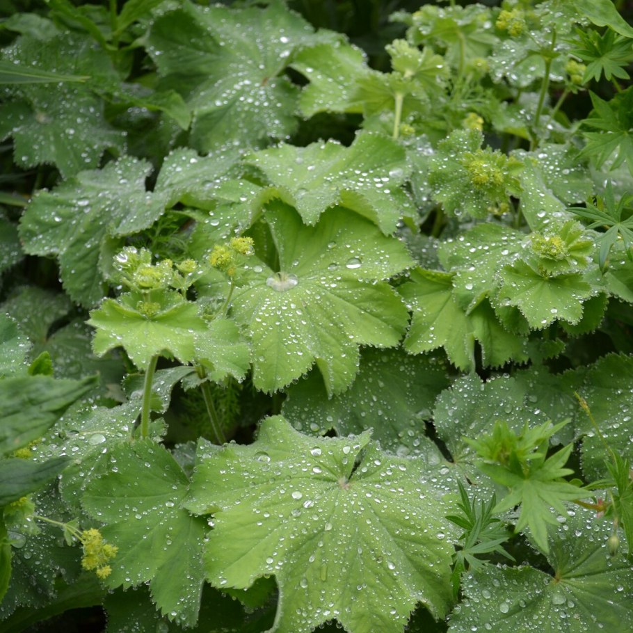 Манжетка обыкновенная (Alchemilla vulgaris)