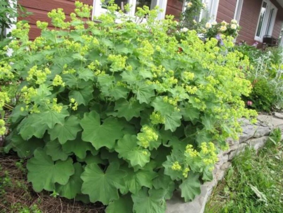 Манжетка Alchemilla mollis 'select'