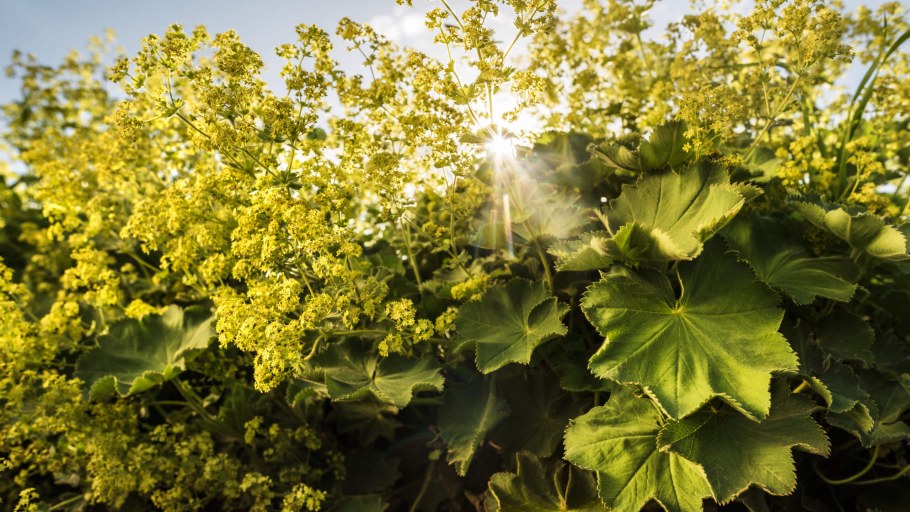 Манжетка городковатая(Alchemilla subcrenata)