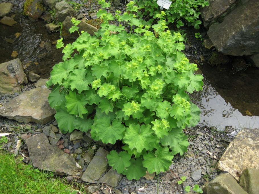Манжетка Alchemilla mollis