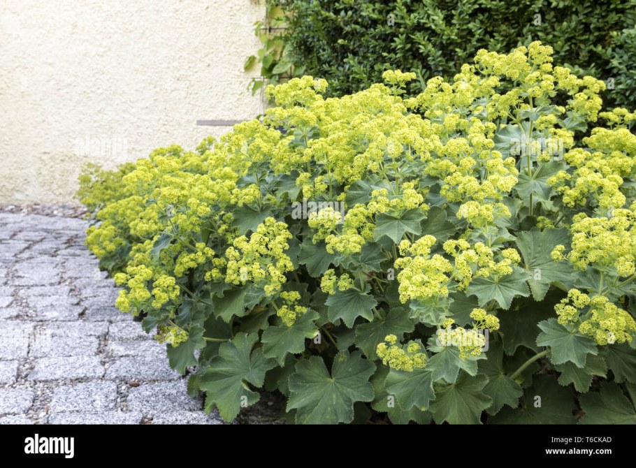 Манжетка мягкая Alchemilla mollis Thriller