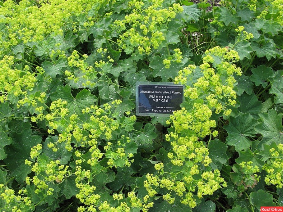 Манжетка мягкая (Alchemilla mollis)
