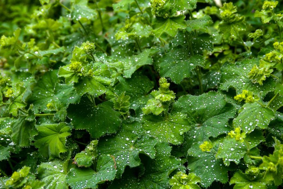 Манжетка обыкновенная (Alchemilla vulgaris)