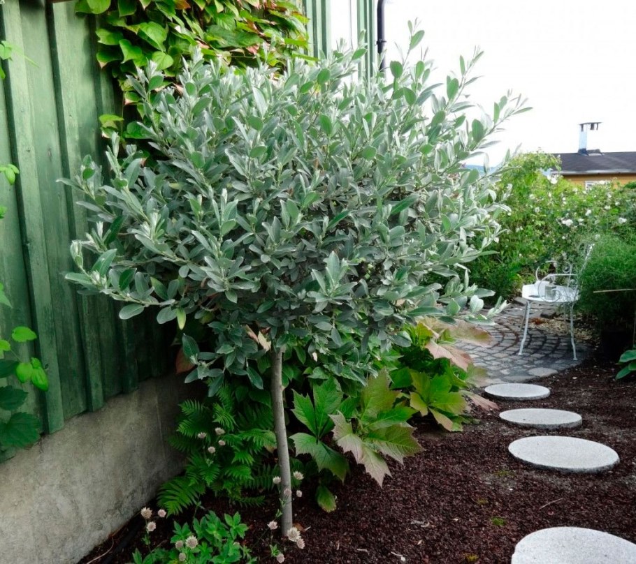 Дерен Элегантиссима (elegantissima)