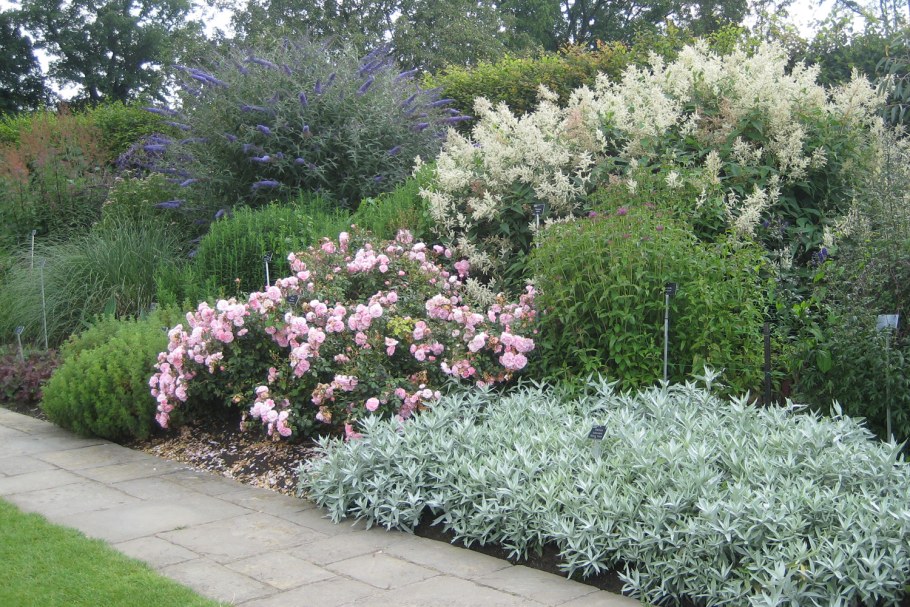 Ива Хакуро в миксбордере