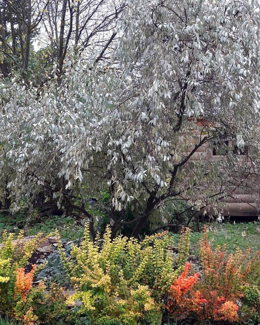 Лох серебристый (Elaeagnus commutata)