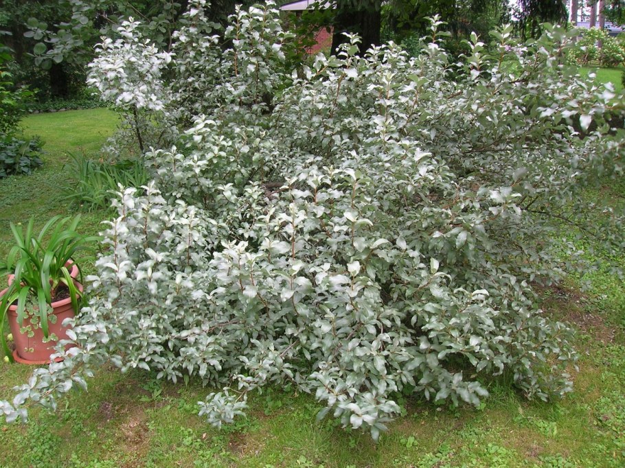 Elaeagnus commutata (лох серебристый) 'Zempin'