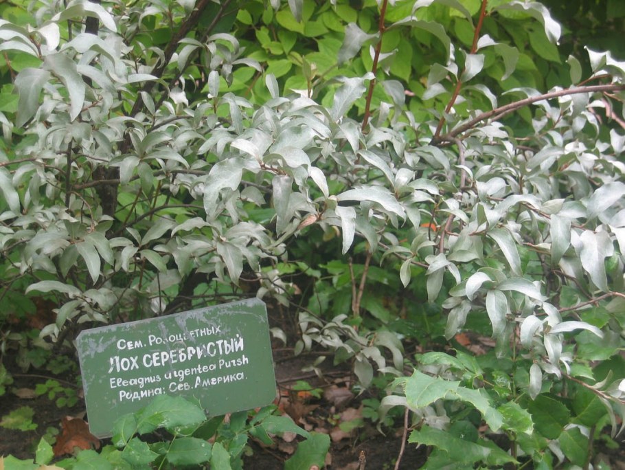 Лох серебристый Живая изгородь