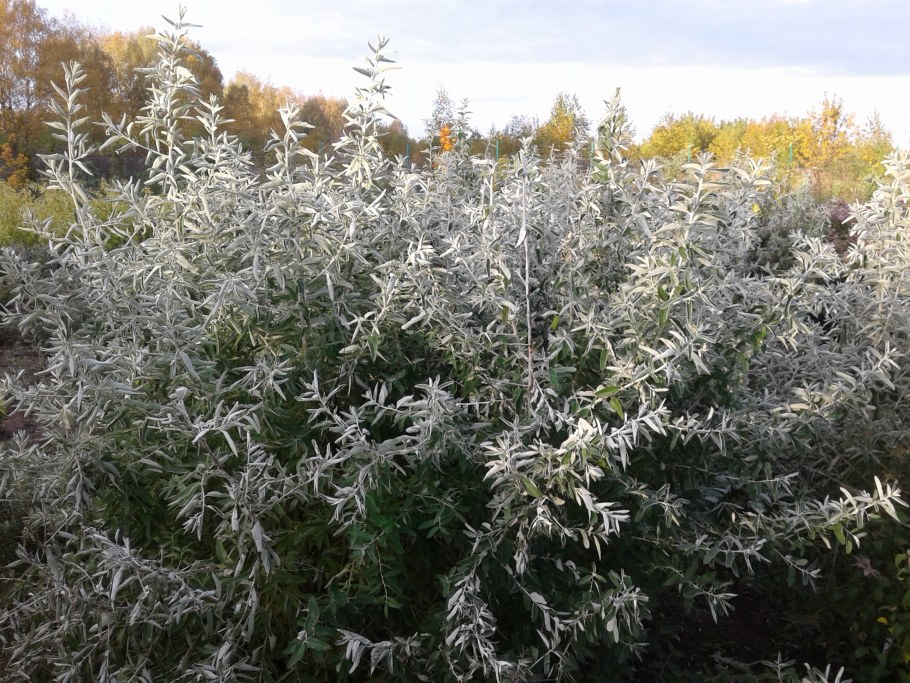Лох серебристый (Elaeagnus commutata)