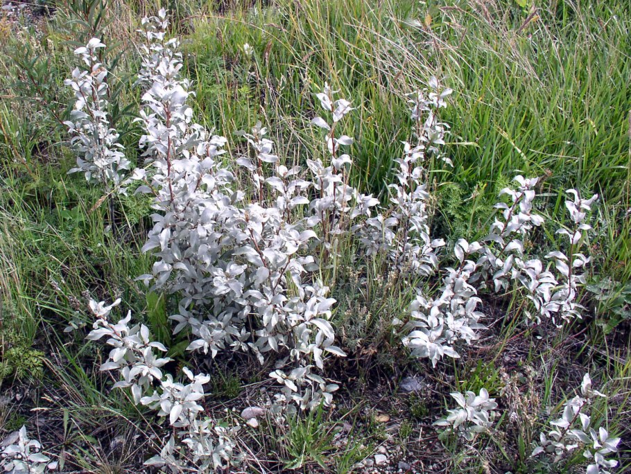 Лох серебристый растение