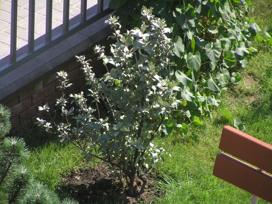 Ива швейцарская Гельветика