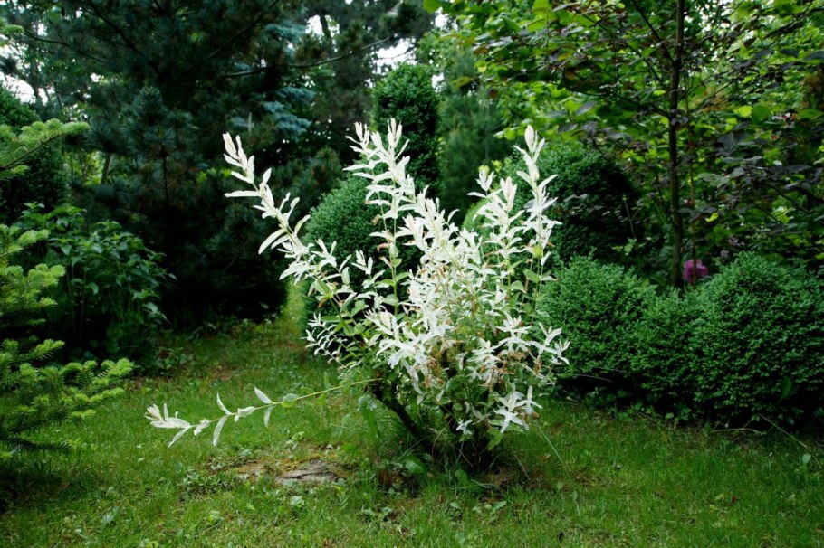 Японская Ива Хакуро нишики