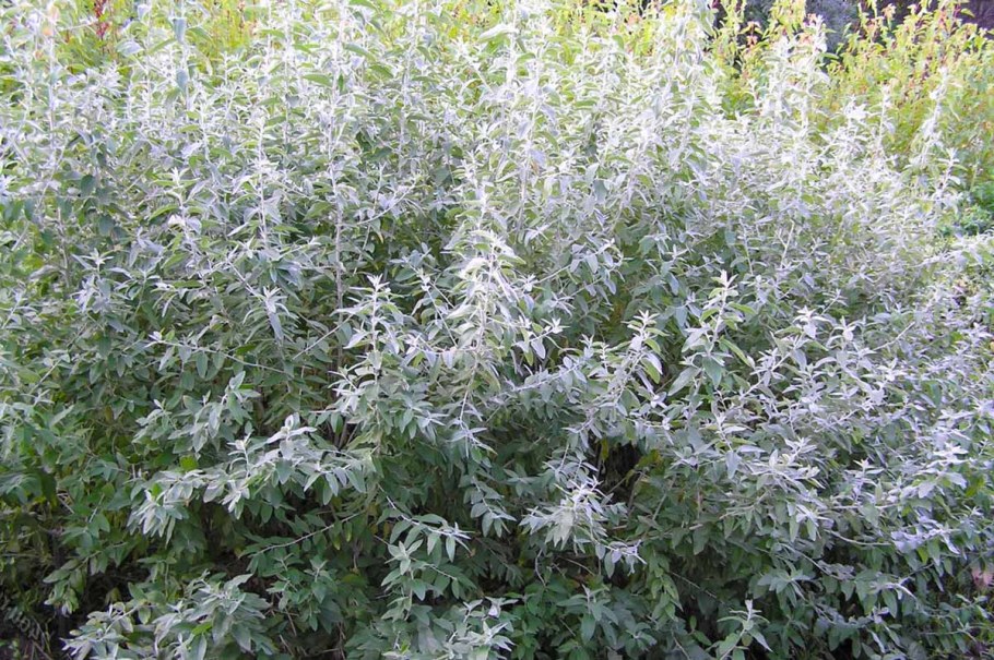 Лох узколистный кустарник