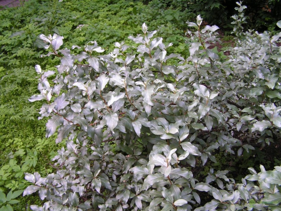 Лох серебристый (Elaeagnus commutata)