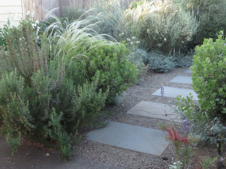 Лох серебристый в ландшафте