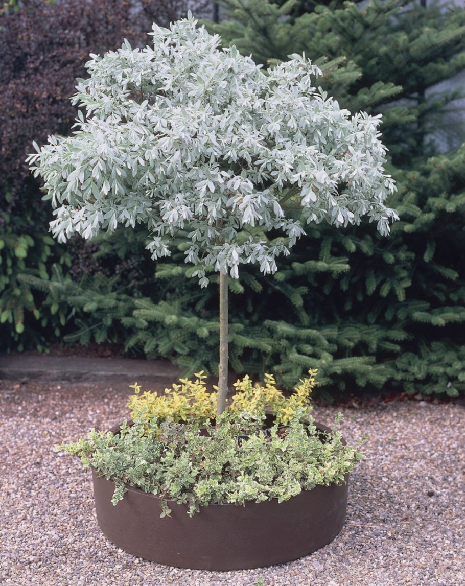 Ива швейцарская на штамбе