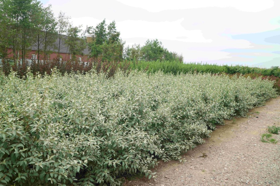 Лох серебристый узколистный серебристый