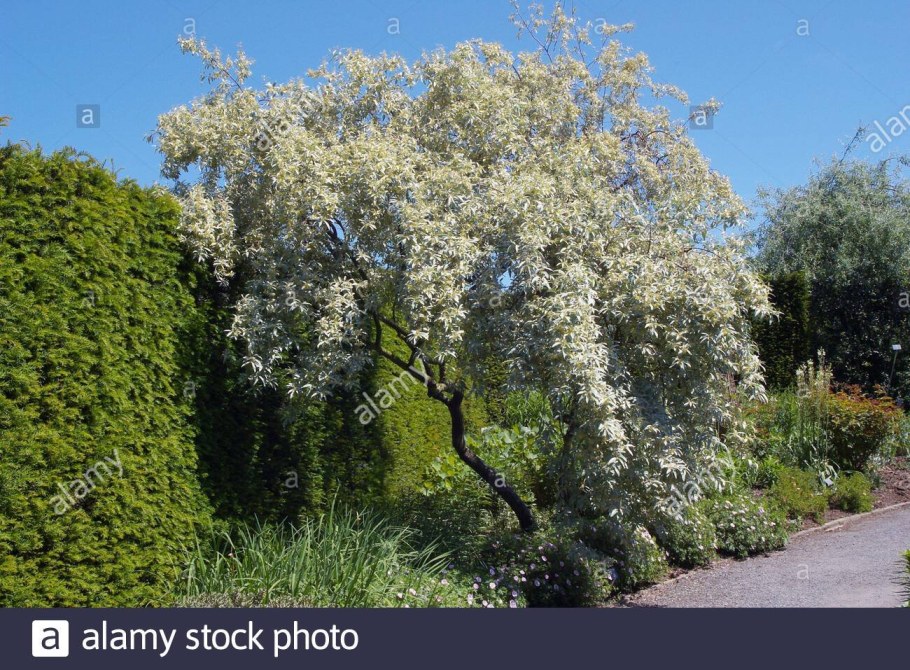 Лох серебристый (Elaeagnus commutata)
