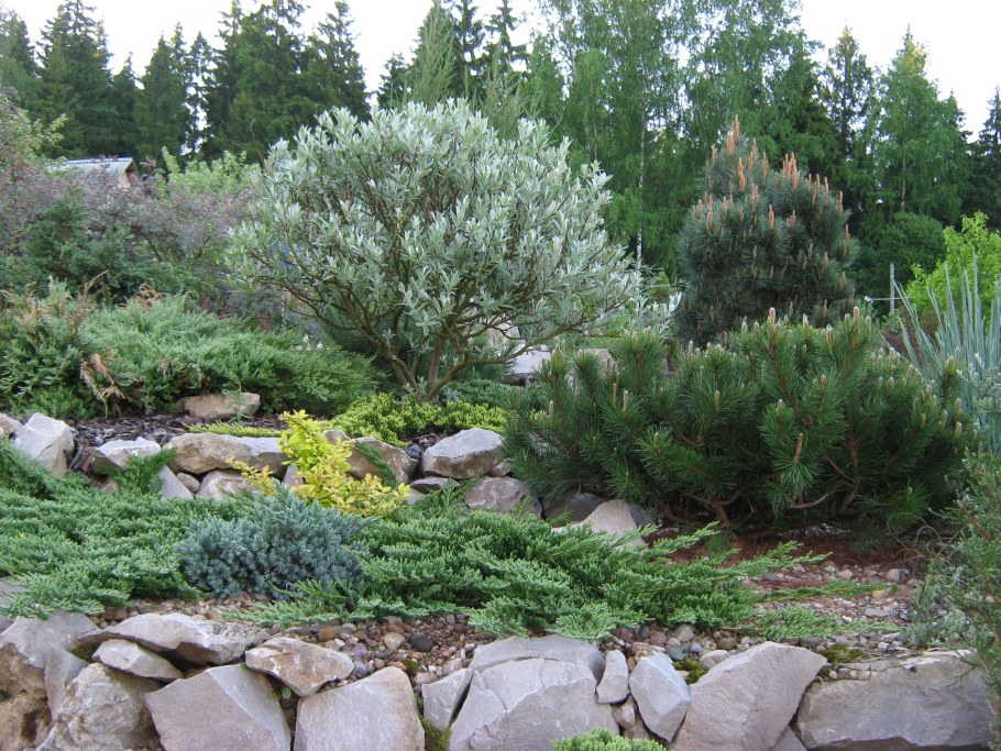 Ива Вариегата Нана