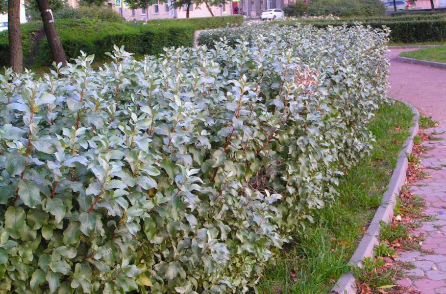 Лох серебристый изгородь