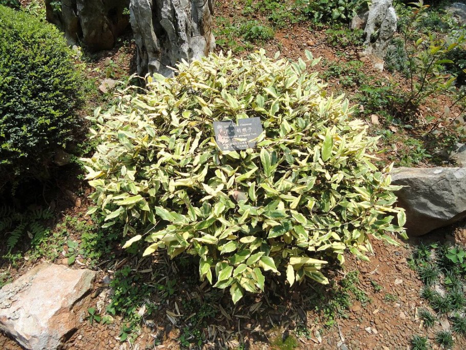 Лох серебристый