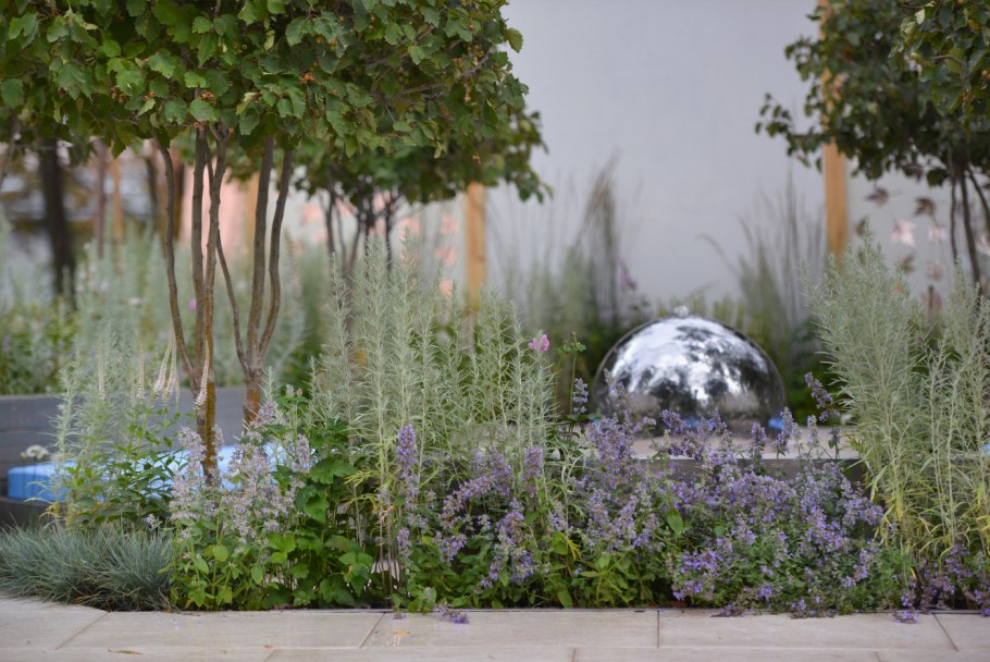 Серебристые растения для сада