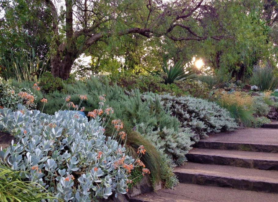 Средиземноморский сад Полынь Лаванда