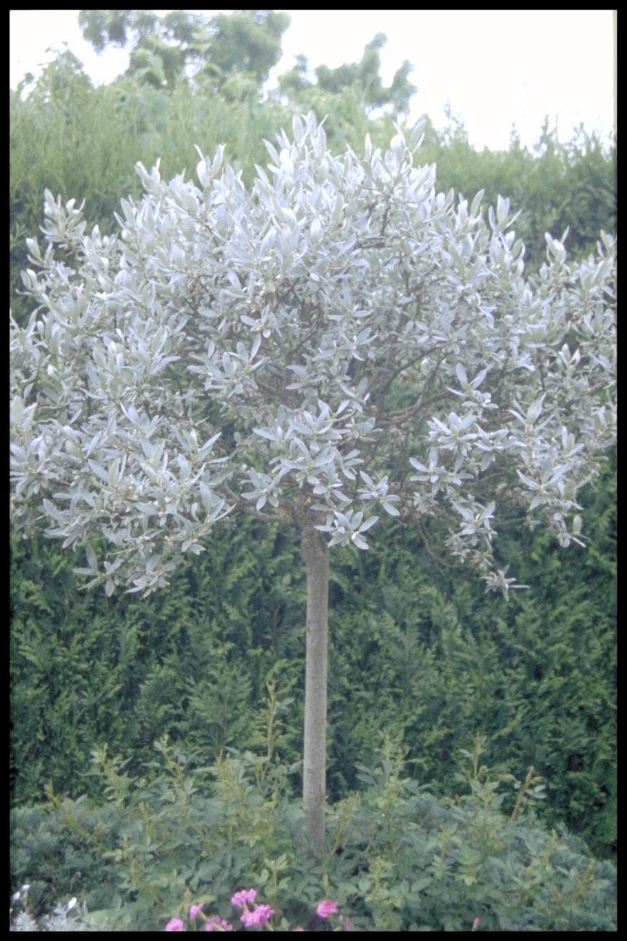 Ива швейцарская Гельветика