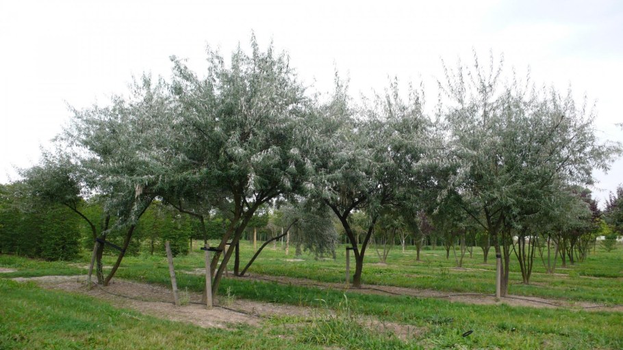 Изгородь из лоха узколистного