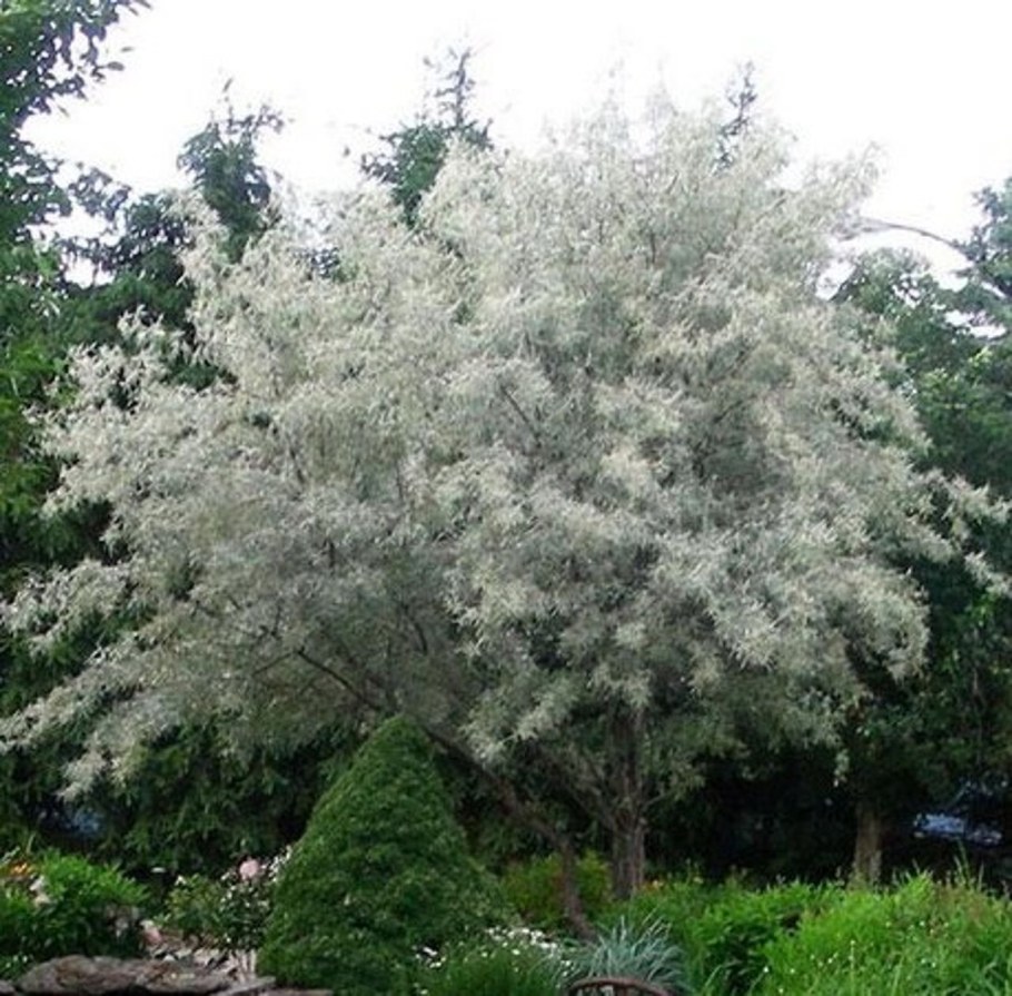 Кустарник Ива лохолистная