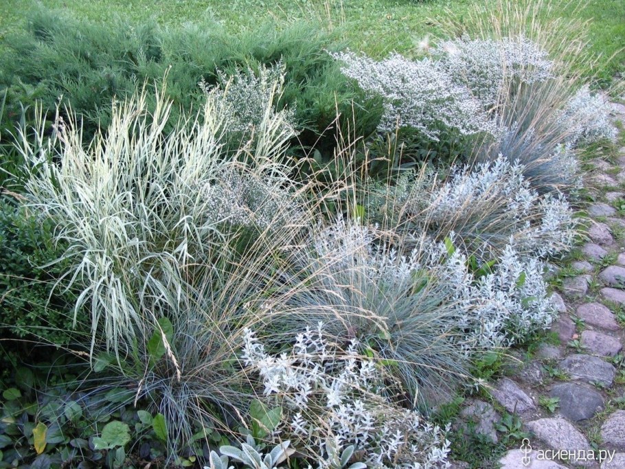 Рвсянница сизая Палленс