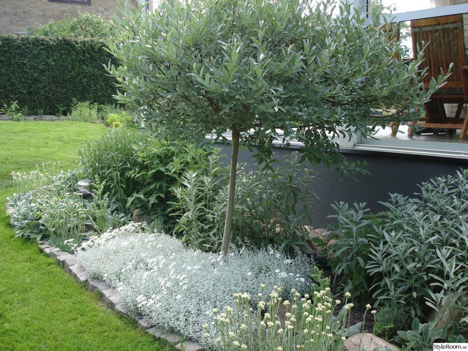 Дерен Элегантиссима на штамбе