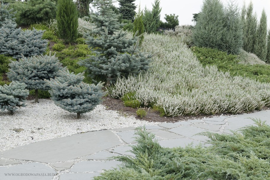 Можжевельник виргинский ниваки