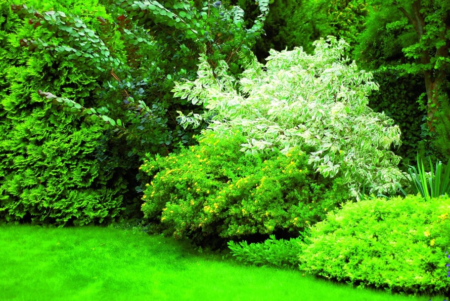 Дерен Ауреа Элегантиссима