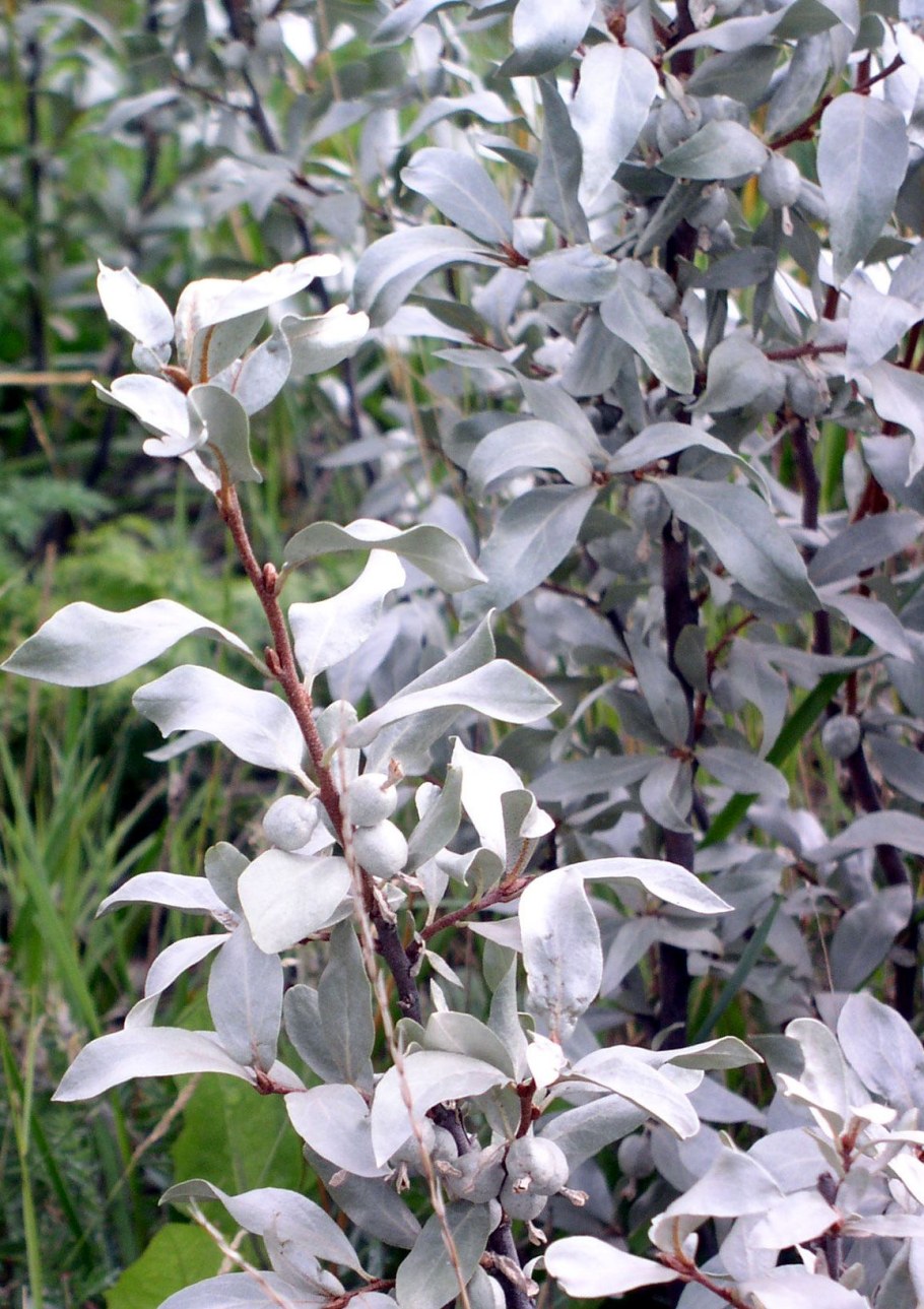 Лох серебристый узколистный серебристый