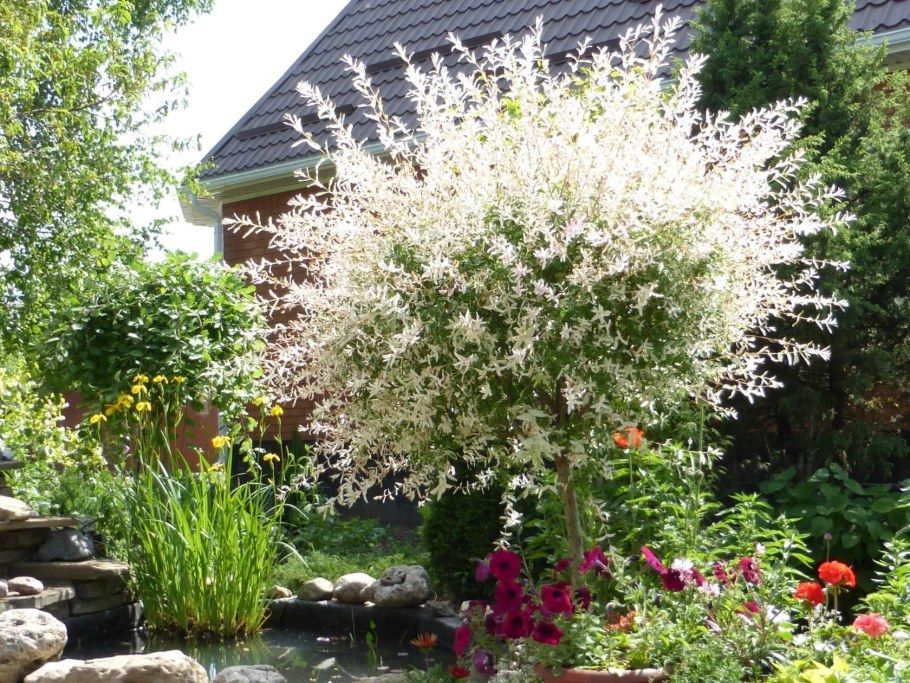 Ива цельнолистная Хакуро-нишики