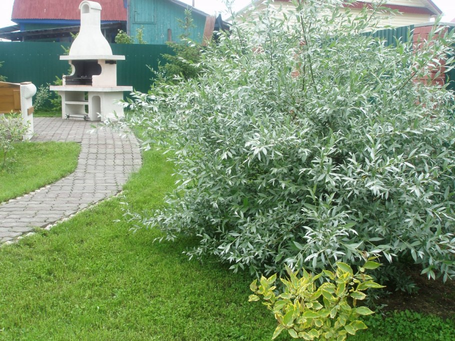 Ива лохолистная серебристая