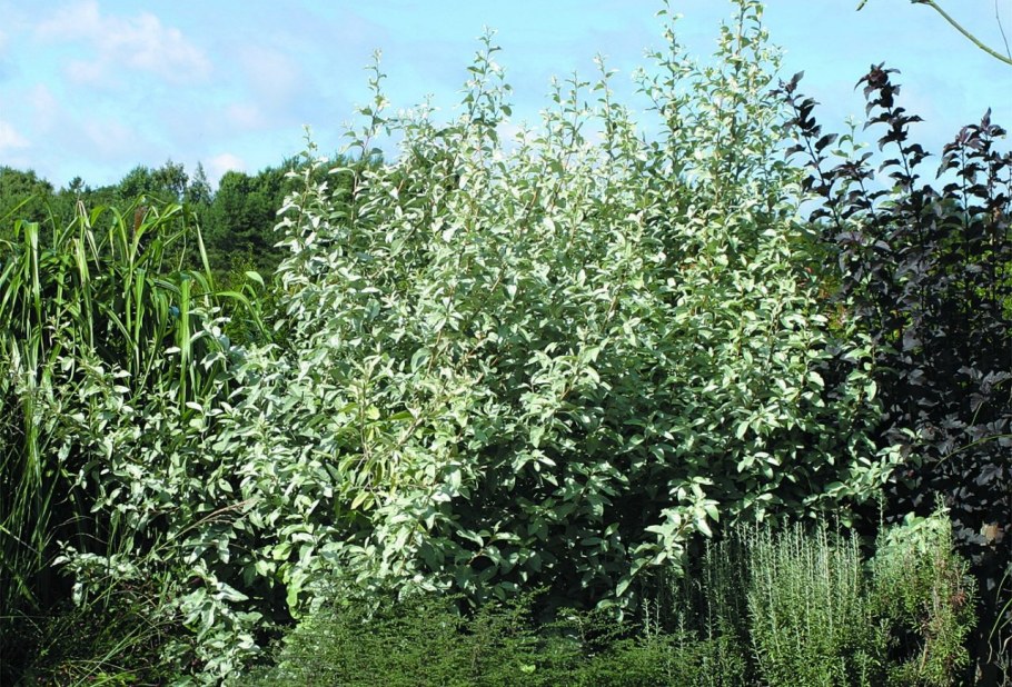 Лох узколистный кустарник