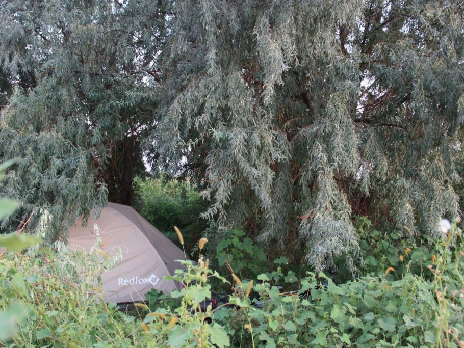 Лох узколистный в Ланд