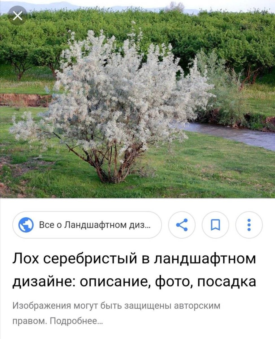 Дерево лоха серебристого