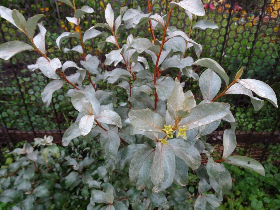 Лох серебристый (Elaeagnus commutata)