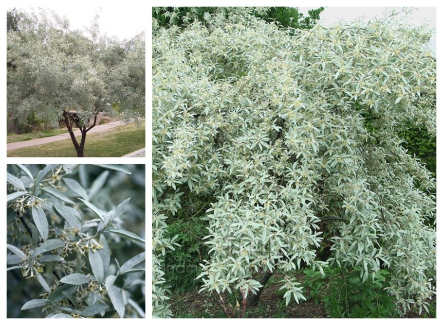 Ива лохолистная листья