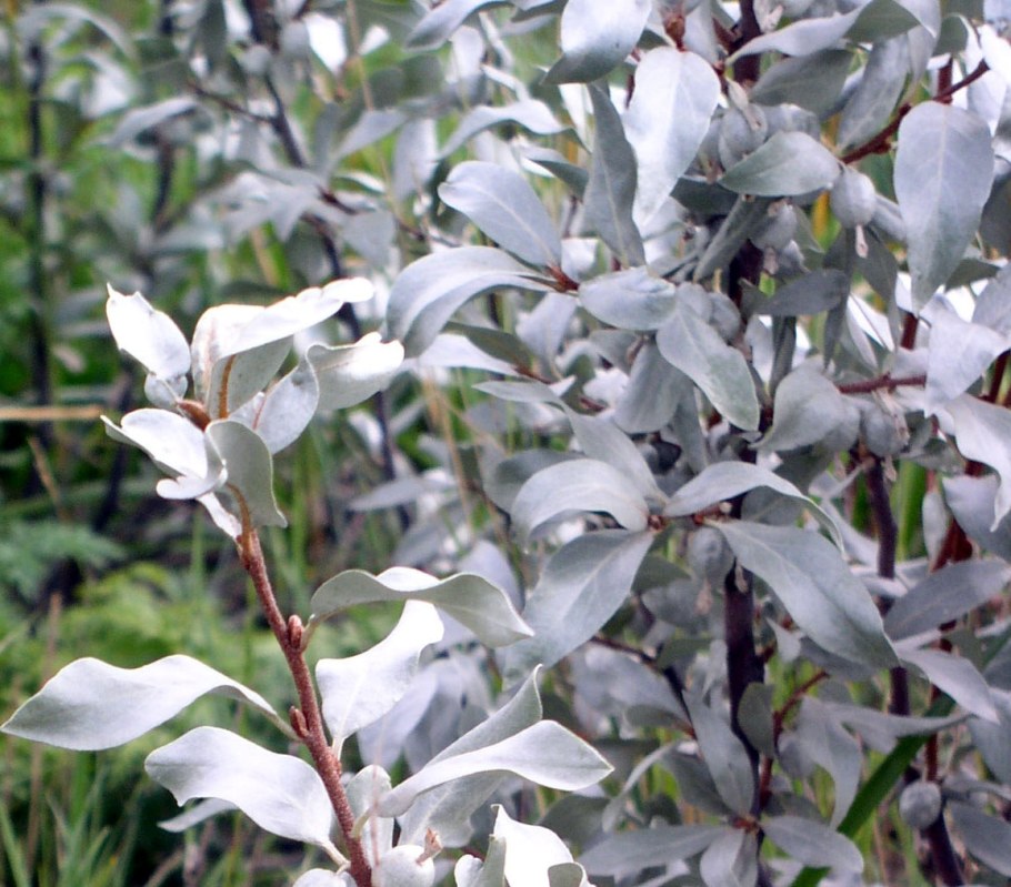 Кустарник лоха серебристого