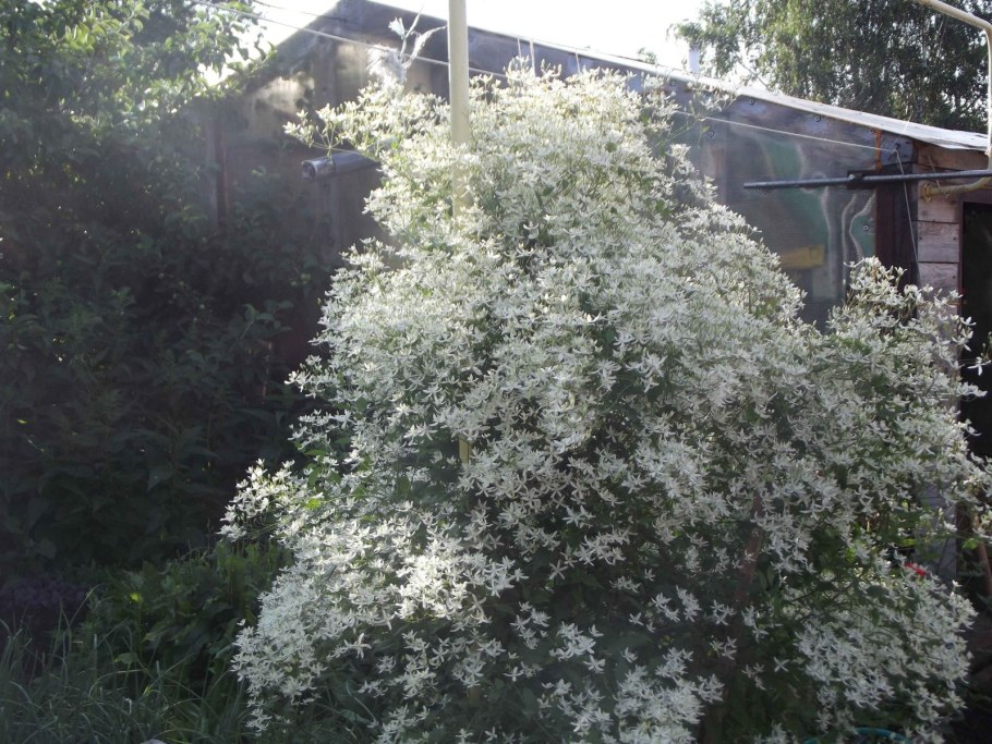 Кустарник лоха серебристого