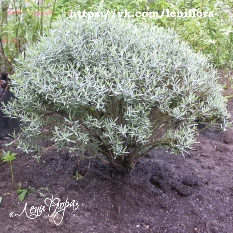 Ива пурпурная желтолозник