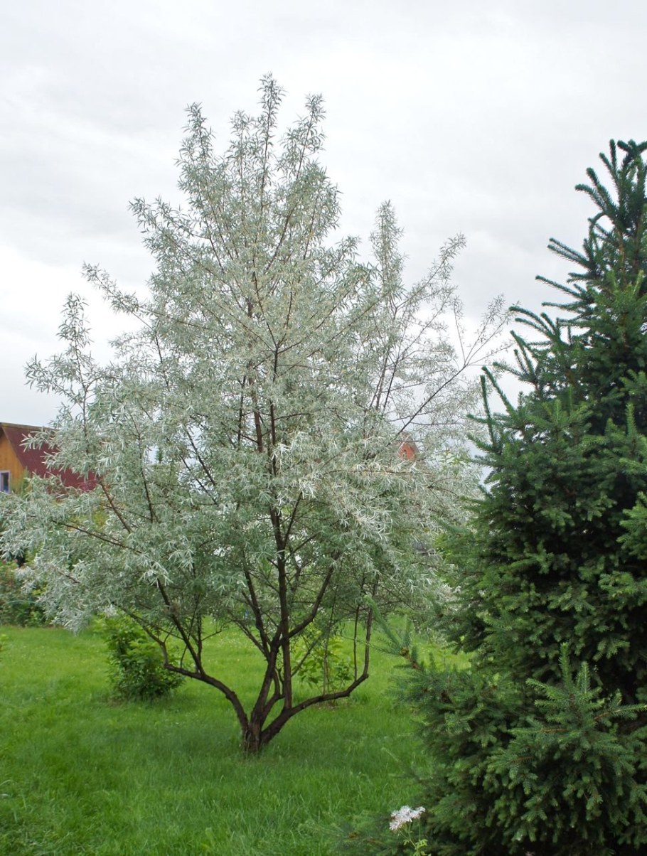 Кустарник лоха серебристого