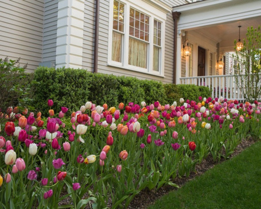 Тюльпаны в ландшафте